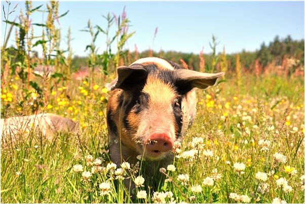 夢見父親得皮膚病意味著預示什麼_周公解夢官網