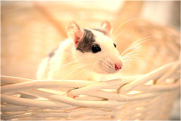 夢到了老爸跟別人發生性關係有何寓意_周公解夢官網