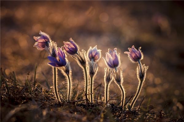 夢見海葵是什麼預兆?_周公解夢