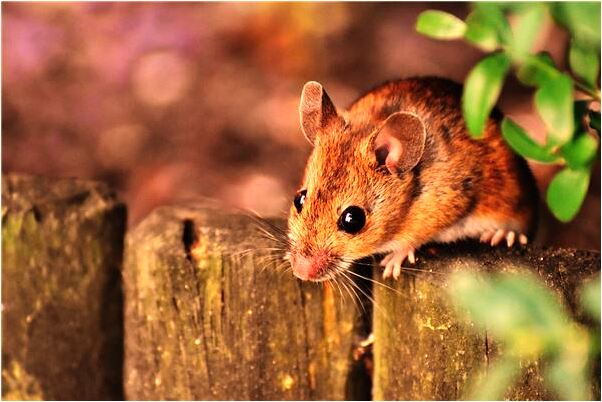 夢到壞小孩有什麼含義_周公解夢官網