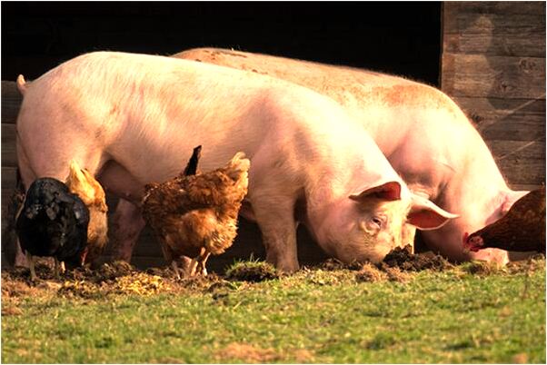 夢到了雞蛋里出來一群小蝌蚪是什麼徵兆_周公解夢官網