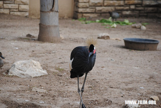 夢見鯨魚躍出水面_周公解夢夢到鯨魚躍出水面是什麼意思_做夢夢見鯨魚躍出水面好不好_周公解夢官網