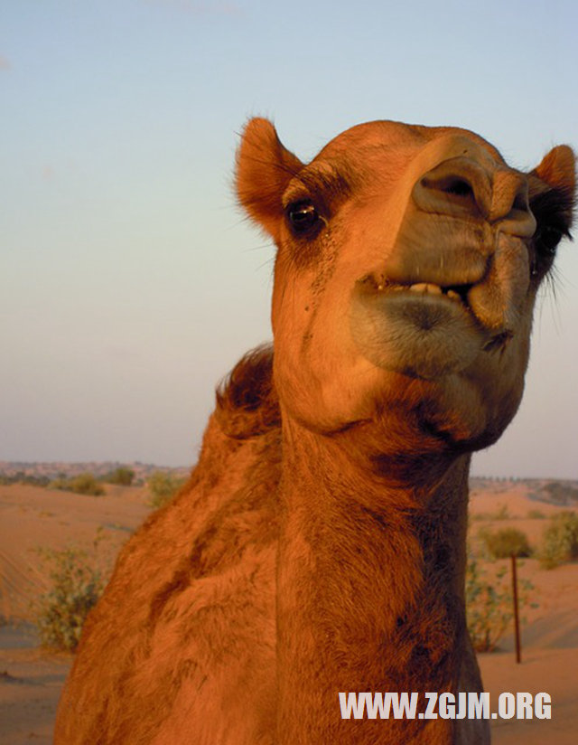 夢見扔出一物_周公解夢夢到扔出一物是什麼意思_做夢夢見扔出一物好不好_周公解夢官網