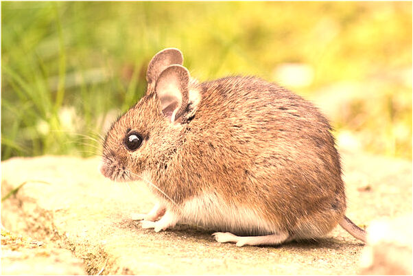 夢見血莽從自己身體中抽出代表什麼_周公解夢官網