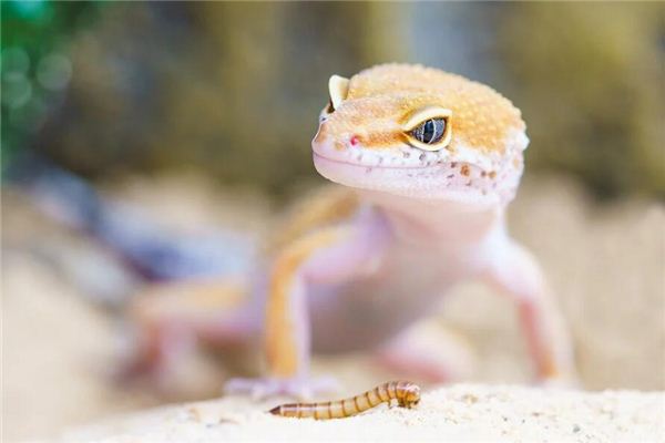 夢到蜥蜴是什麼意思呢_周公解夢