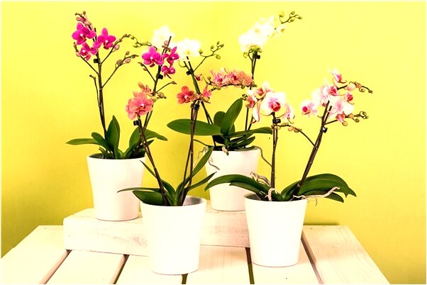 夢見弟弟尿床是什麼兆頭_周公解夢官網