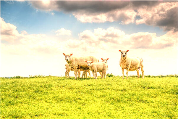夢到欺負好朋友意味什麼_周公解夢官網