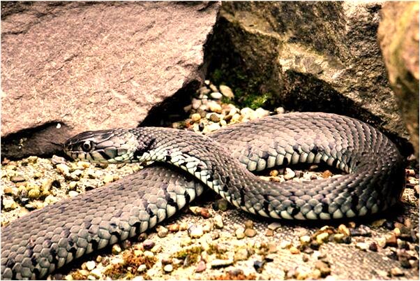 夢到了水從山上噴出是什麼預兆？_周公解夢官網