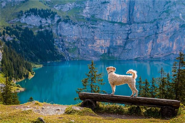夢到了狗淹死了預示什麼_周公解夢