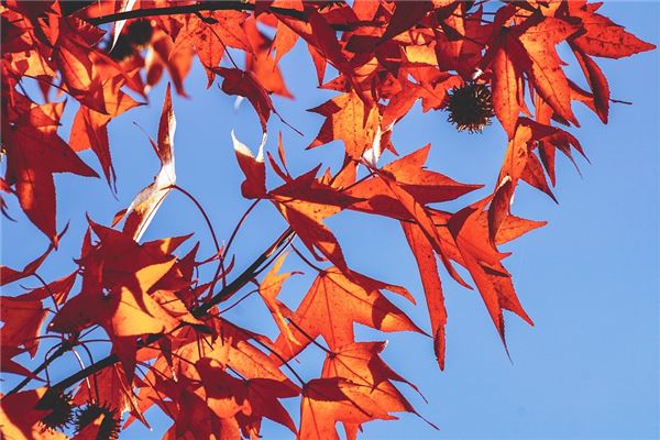 夢到密集是什麼意思_周公解夢
