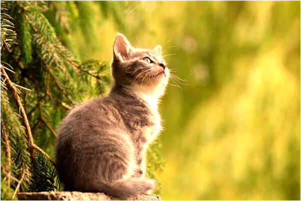 夢到了領導讓我休息兩天是什麼意思？_周公解夢官網