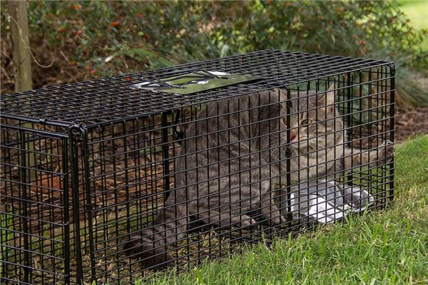 夢到了掉進陷阱怎麼說_周公解夢