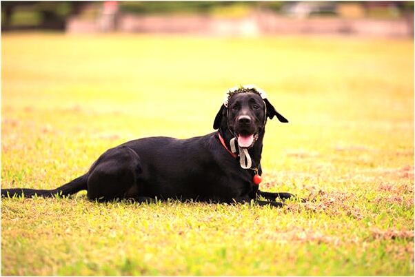夢到了死去了的朋友有什麼意思嗎_周公解夢官網