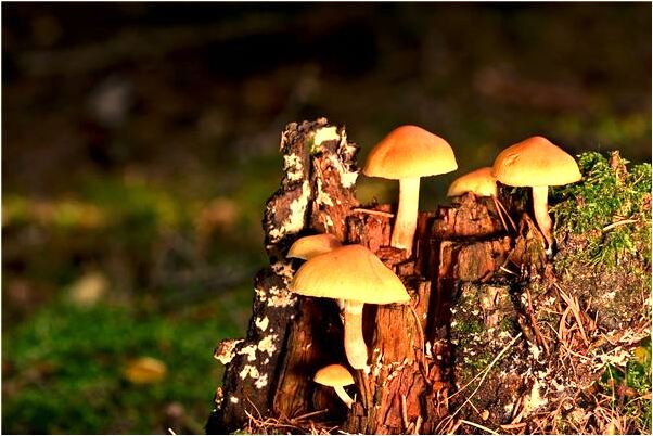 夢到了很多飛蟲飛進屋是啥預兆_周公解夢官網