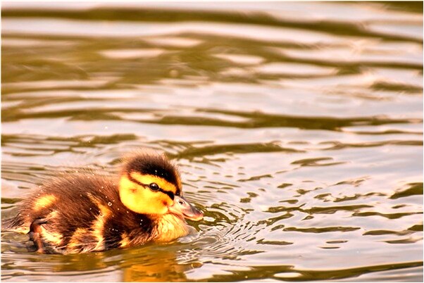 夢見發麵餅有什麼預示嗎_周公解夢官網