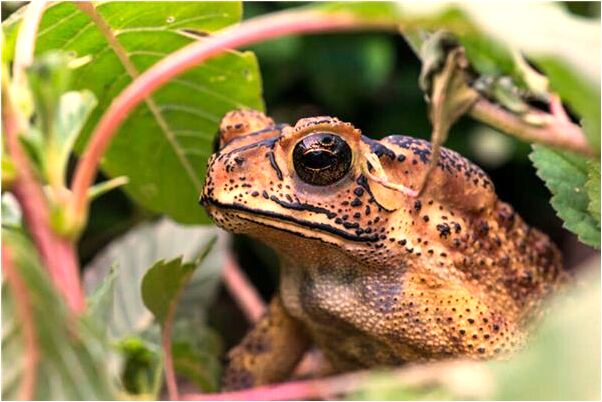 夢見爸爸不要我回家會有什麼預兆_周公解夢官網