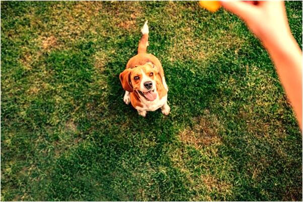 夢見雙頭蟒蛇咬我後被我斬頭是什麼預兆？_周公解夢官網