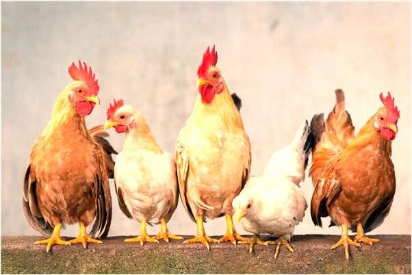 夢見從樓頂掉下去了是好的徵兆嗎_周公解夢官網