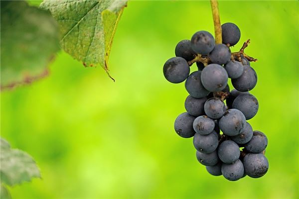 夢到了葡萄皮預示什麼_周公解夢