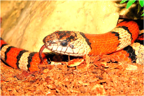 夢到魚一下子蹦出來被嚇了一跳意味著什麼_周公解夢官網