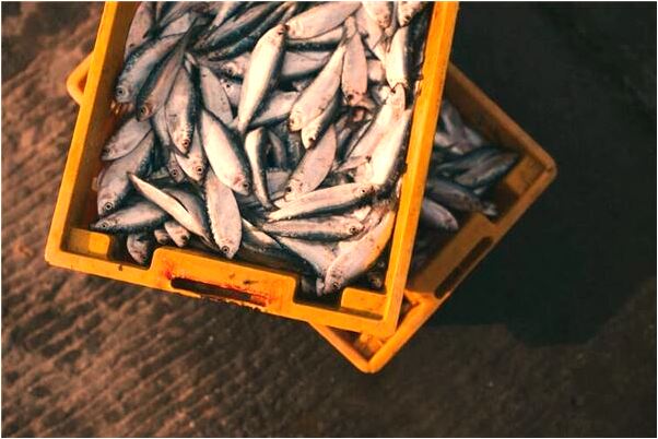 夢見買蝦仁預示了什麼_周公解夢官網