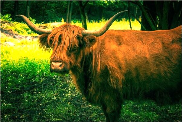 夢到了別人掃廁所里的屎代表著什麼？_周公解夢官網