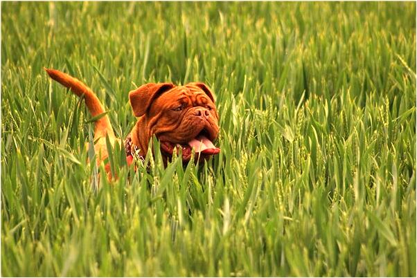 夢見被小動物追是什麼意思?_周公解夢官網