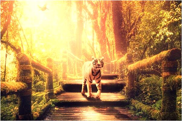 夢見請輸入打柴什麼預兆_周公解夢官網