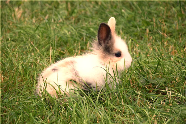 夢到上廁所沒有乾淨地方有什麼含義_周公解夢官網