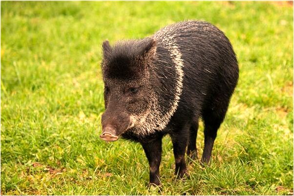 夢到男朋友離開了我怎么回事_周公解夢官網