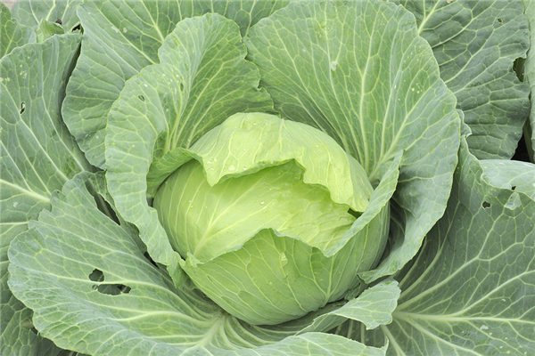 夢見包菜_周公解夢