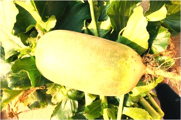 夢到了和弟弟性交是好事還是壞事_周公解夢官網