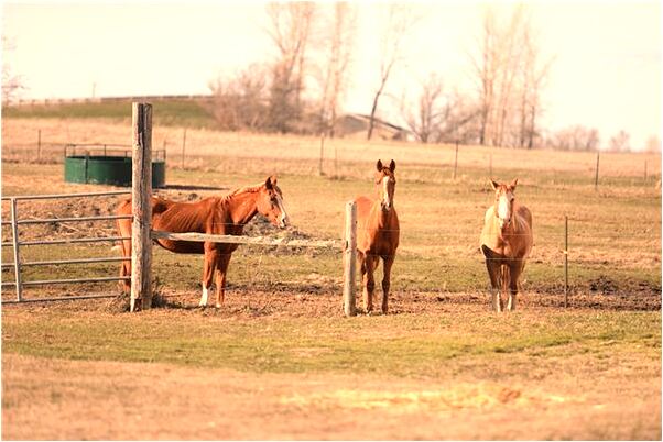 夢到沒有臉的女人什麼寓意_周公解夢官網