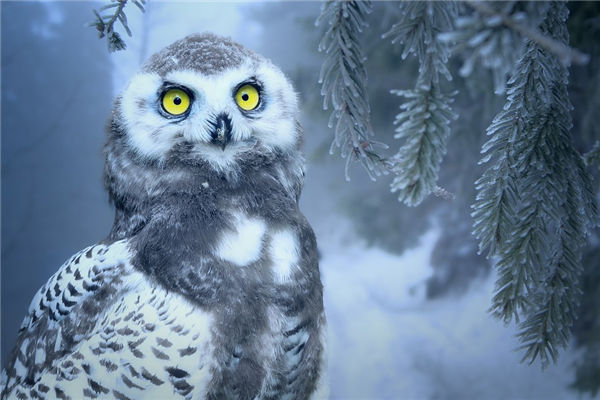 夢見貓頭鷹是什麼意思_周公解夢