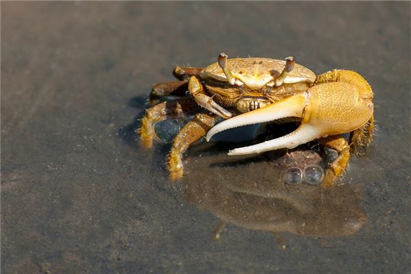 夢到螃蟹咬是啥意思_周公解夢