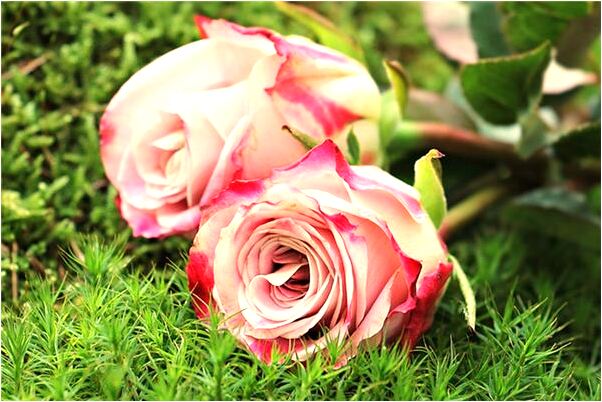 夢到了媽媽說她要去世了有什麼意思嗎_周公解夢官網