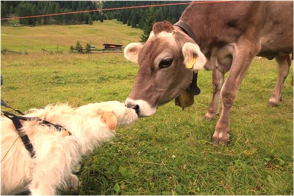 夢到我把褲子穿反了預兆了什麼嗎_周公解夢官網