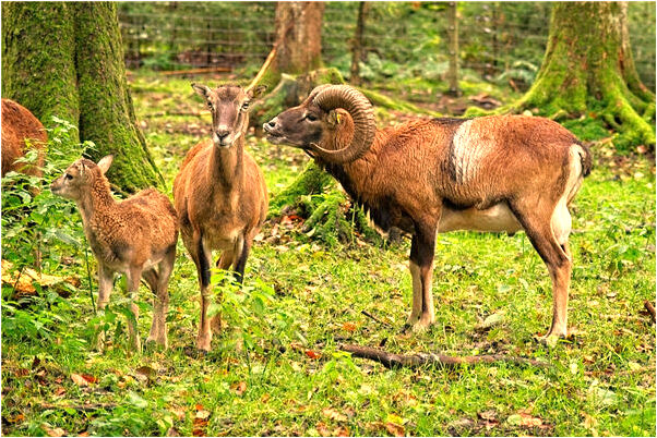 夢到了佛祖背後看不到佛祖的臉面什麼預兆_周公解夢官網