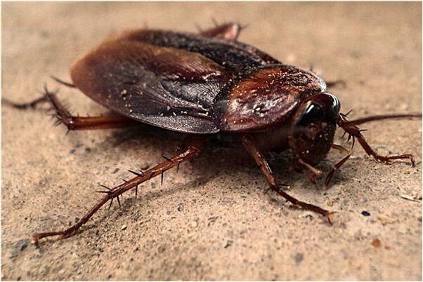 夢到了追一條蛇打有什麼意思嗎_周公解夢官網