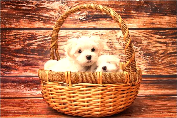 夢見自己車正在噴漆是啥預兆_周公解夢官網