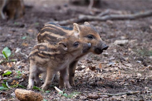 夢到野豬攻擊自己是什麼意思_周公解夢