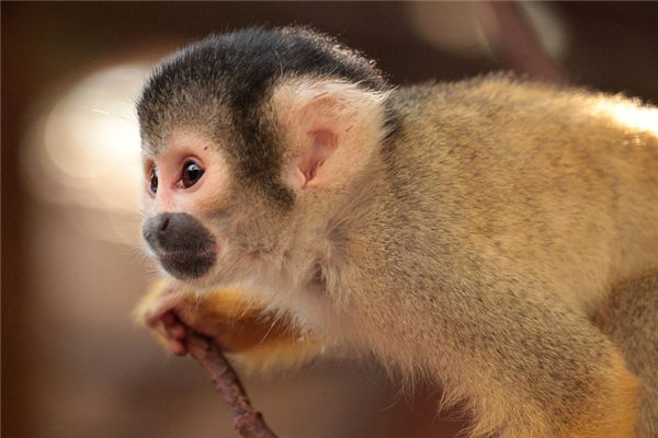 1992年出生屬相是_十二生肖