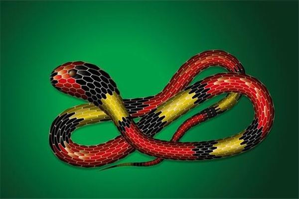 夢到了路上有蛇有什麼徵兆_周公解夢