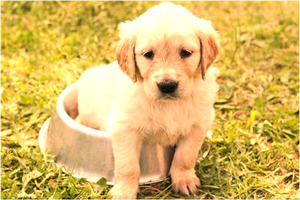 夢見經理抽水是凶兆還是吉兆_周公解夢官網