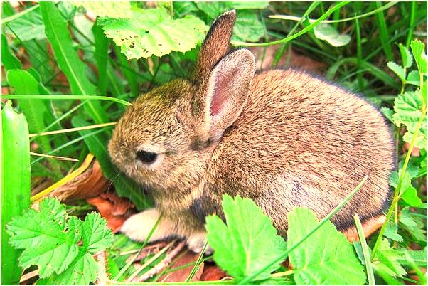 夢見病人好起來怎么說_周公解夢官網