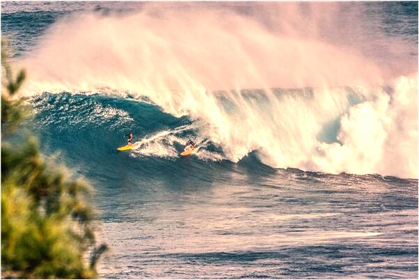 夢到獅子咬我是什麼意思_周公解夢官網