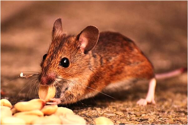 夢到了和陌生的女人做愛有什麼預示嗎_周公解夢官網