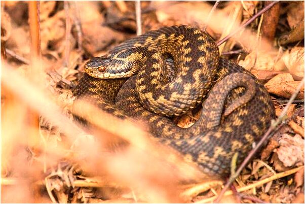 夢見給皇上一起打牌是好的徵兆嗎_周公解夢官網