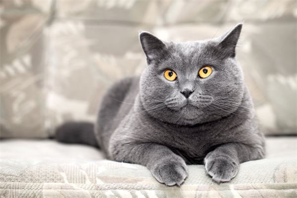 夢見一隻大貓_周公解夢