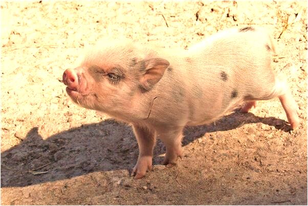 夢見警察查車沒查到自己是什麼兆頭_周公解夢官網